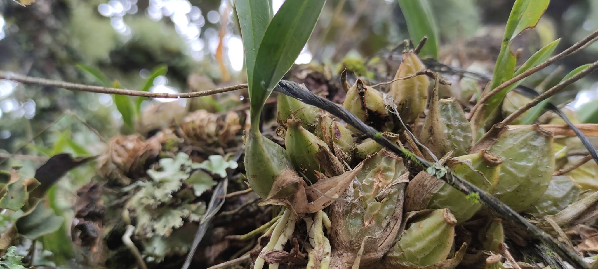 Oncidium brachyandrum